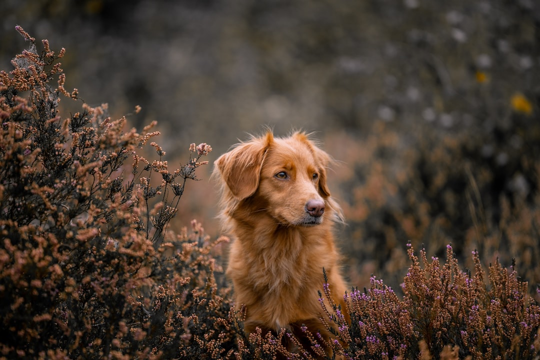 dog_compass_nature