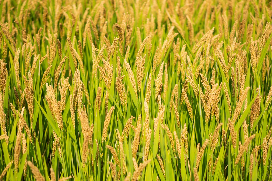 rice_grains_oil
