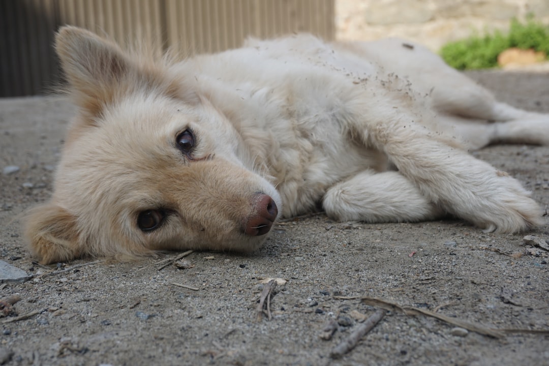 dog_eyes_looking