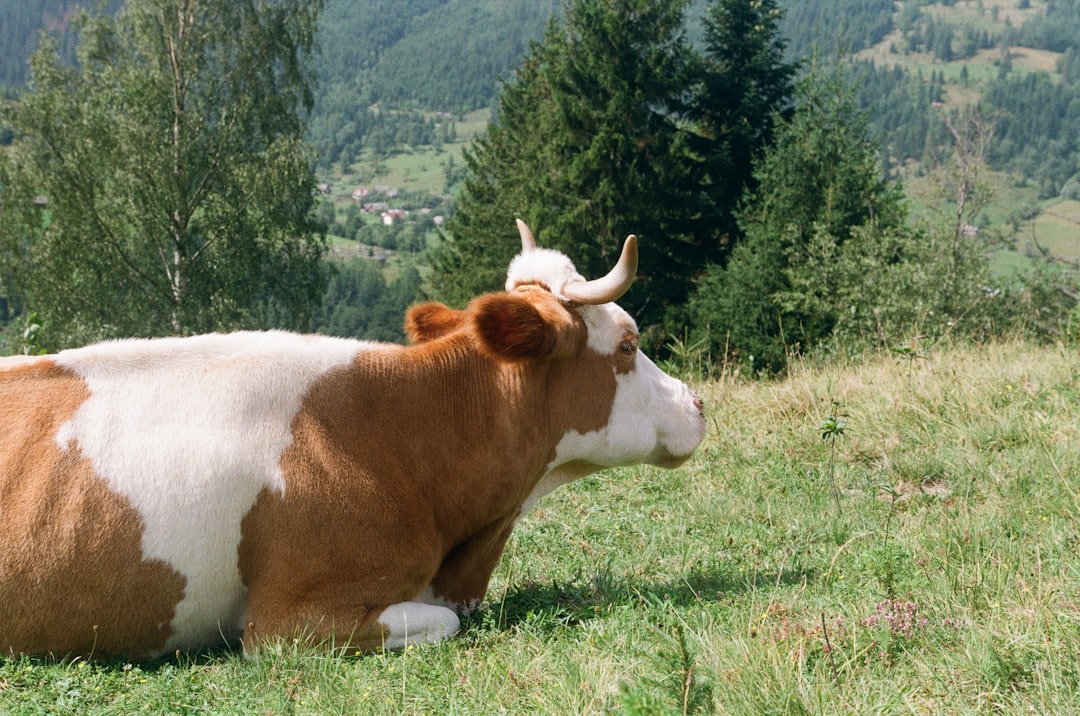 cow_lying_down_chewing