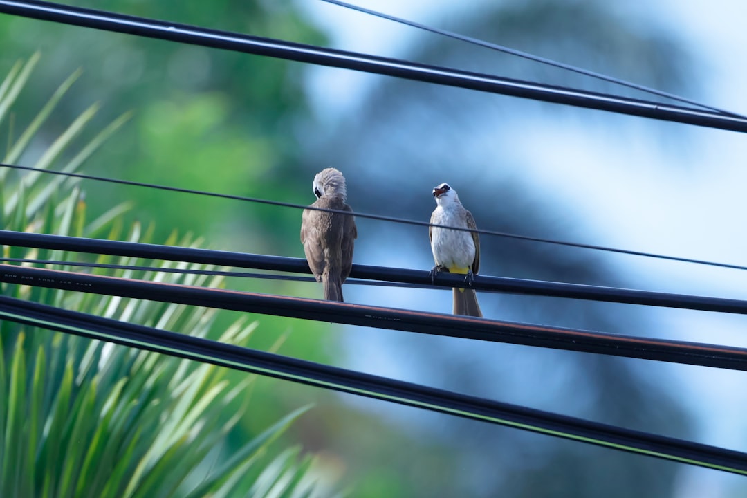 bird_perched_wire