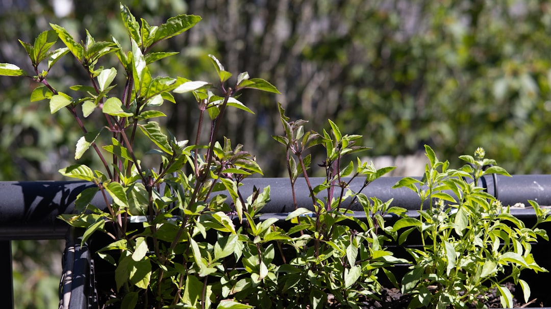 mint_leaves_fresh