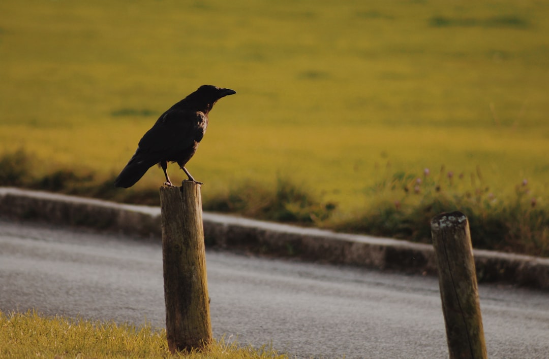 intelligent_crow_puzzle