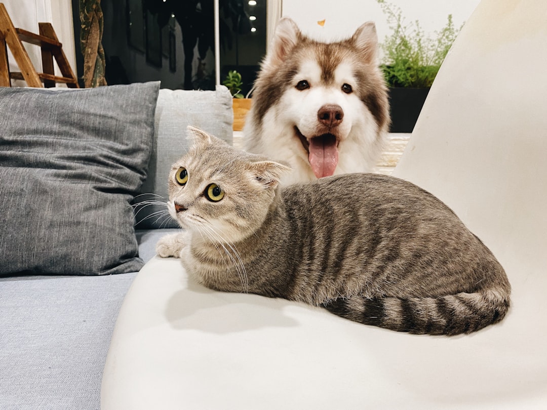dog_cat_pets
