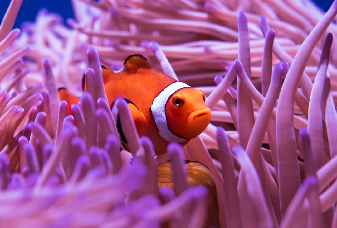 clownfish_question