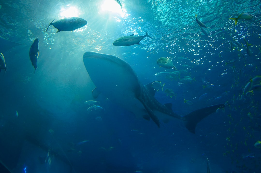 whale_underwater_singing