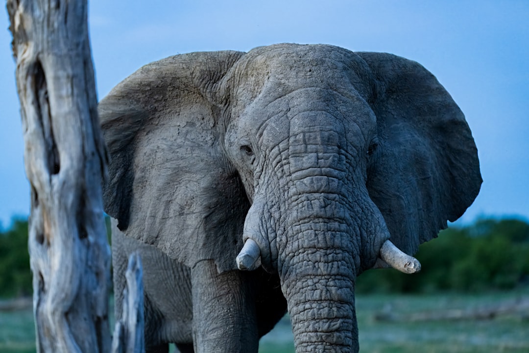 elephant_trunk_flexible