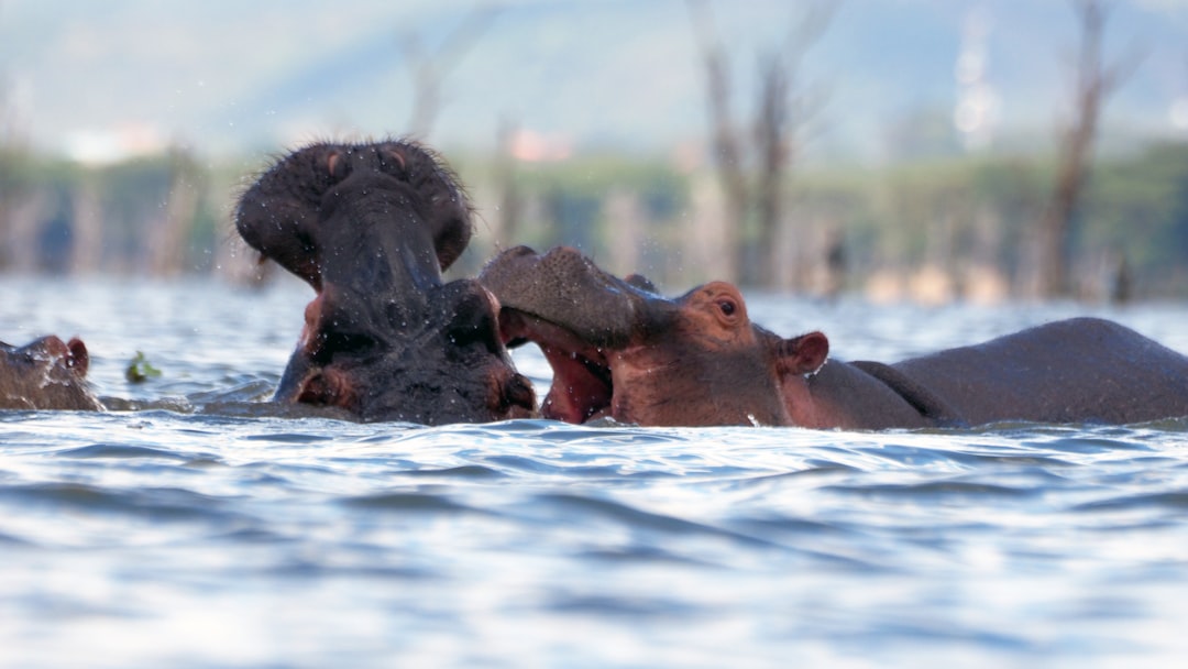 hippopotamus_closeup