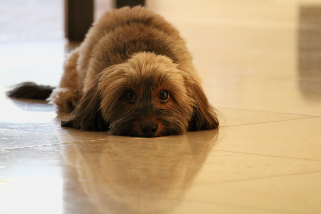dog_relaxed_floor