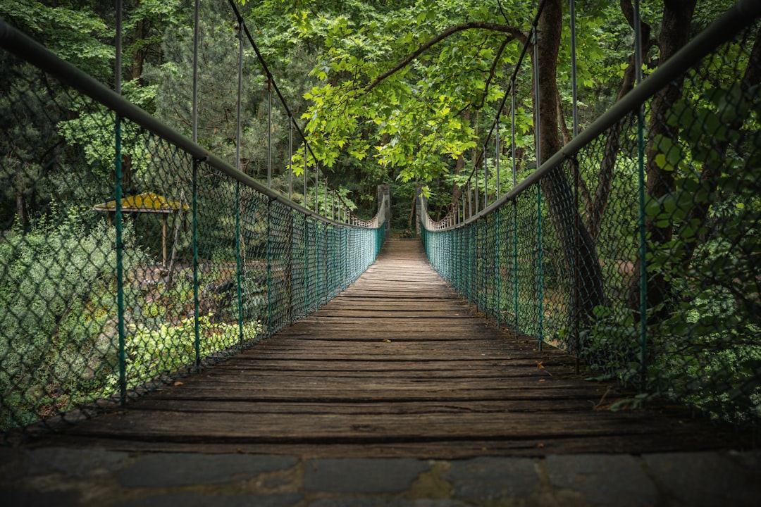 suspension_bridge_forest