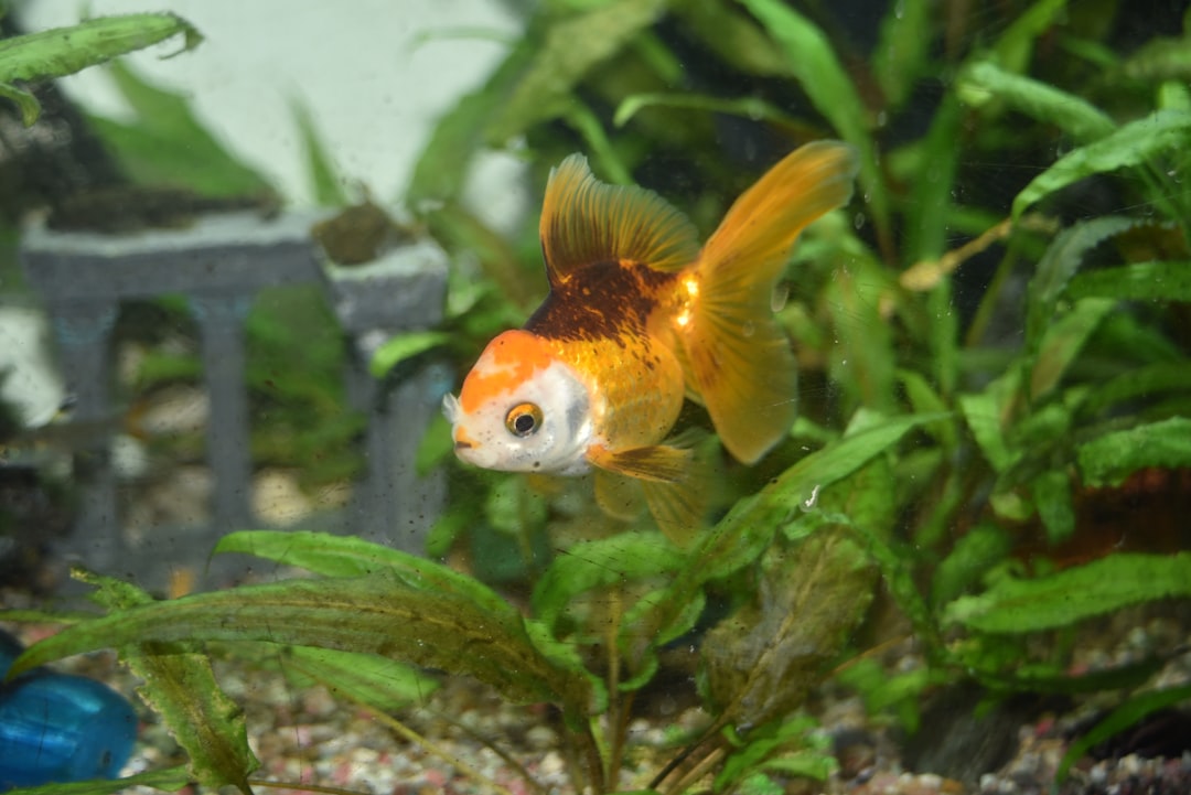 single_goldfish_tank