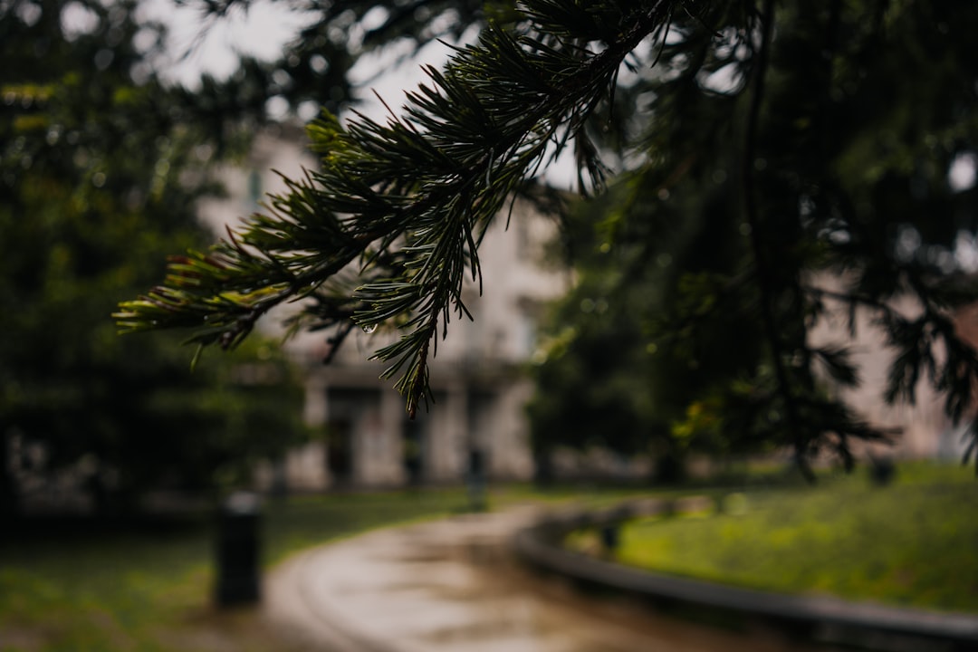 rain_forest_green