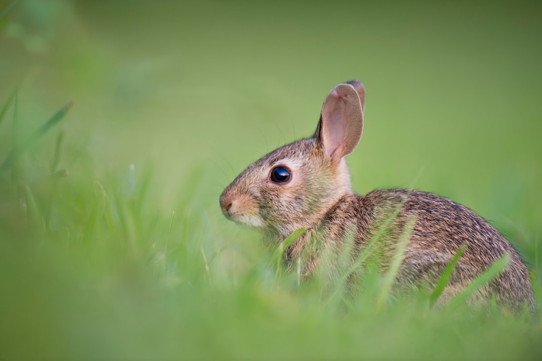 rabbit_lying_still_ground