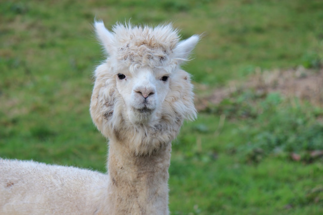 alpaca_s13