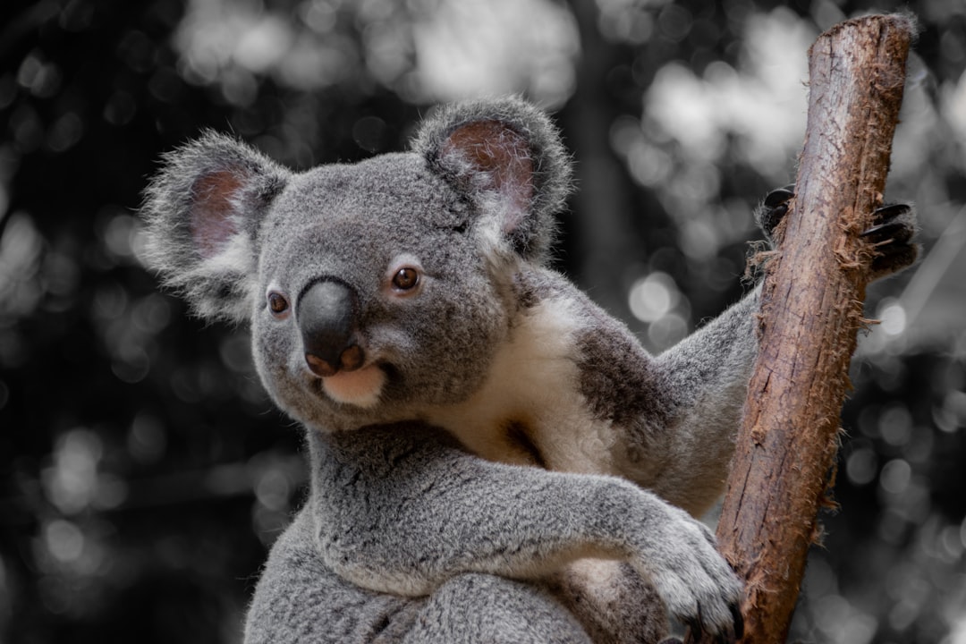 koala_skull_anatomy
