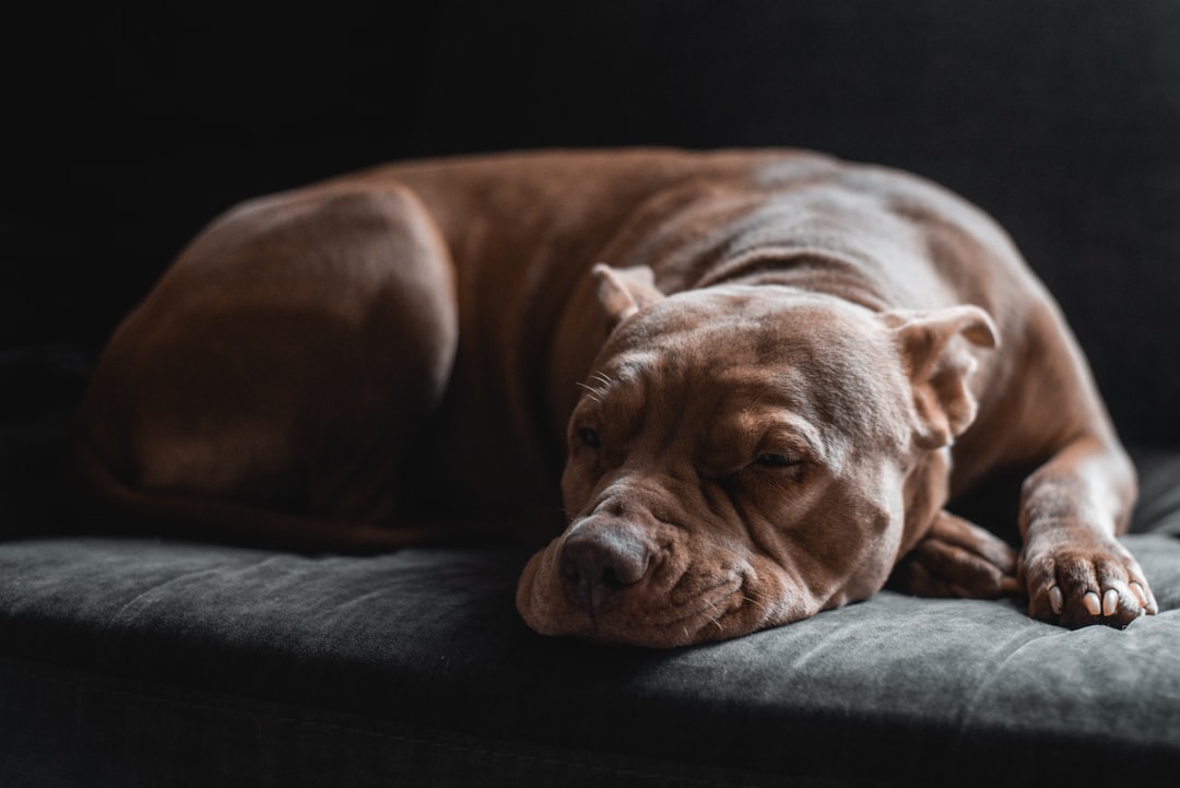 dog_sleeping_three_reasons