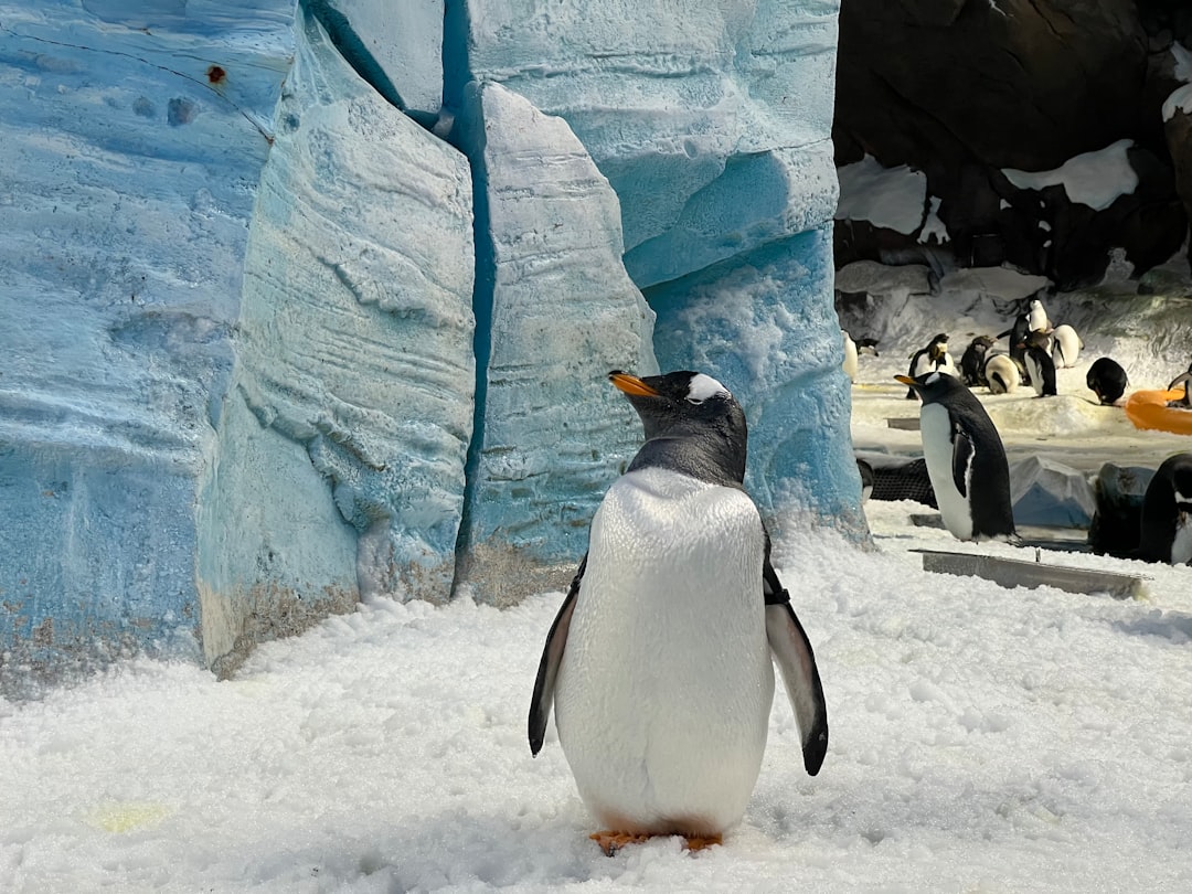 penguin_feet_close_up_ice