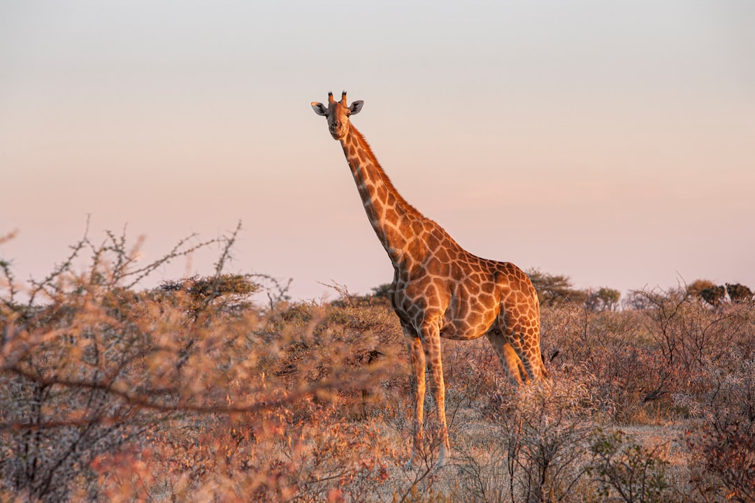 giraffe_tall_sky