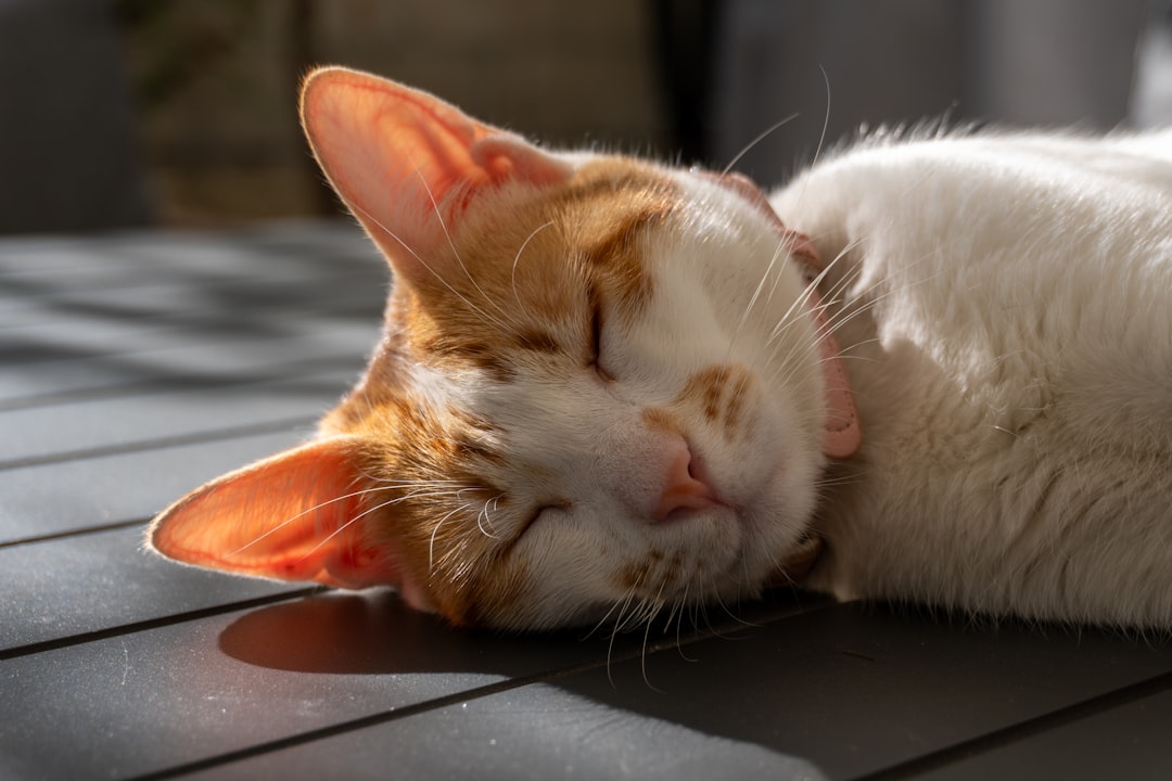 cat_relaxed_comfortable